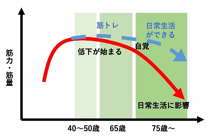 加齢による筋肉量の低下グラフ
